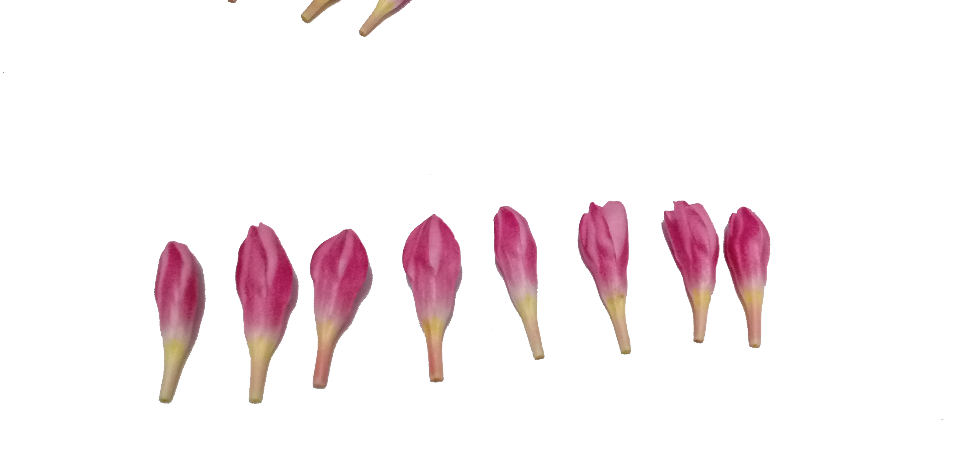 Ganneru / Oleander  flowers